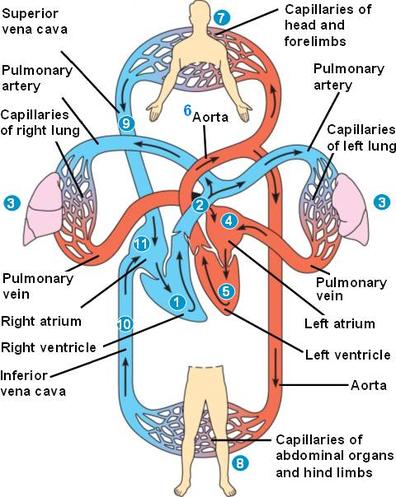 Circulatory System - Mannix's Science Nerdery