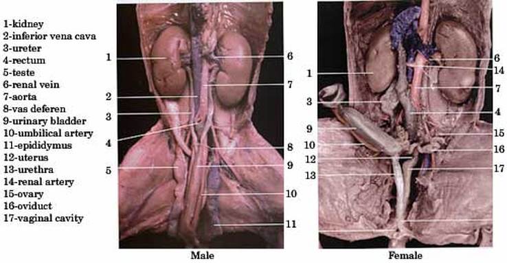urinary bladder fetal pig