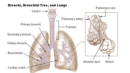 Bronchi, Bronchial Tree, and Lungs Larynx Pulmonary vein Pulmonary artery + Primary bronchi - Trachea Secondary bronchi Terti